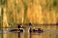 Le parc naturel régional de la Brenne